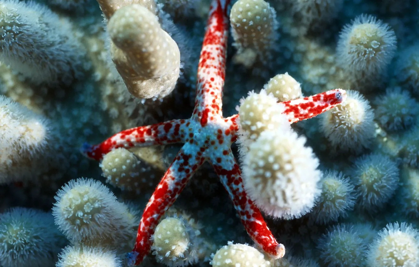 Фото обои звезда, Морская, кораллы