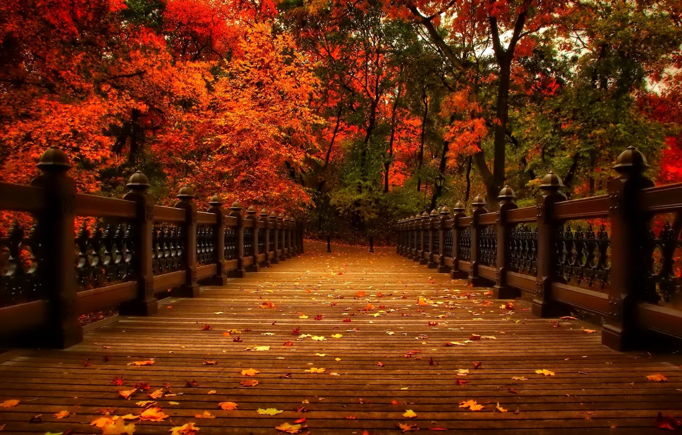 Фото обои осень, листья, деревья, природа, парк, аллея, trees, nature