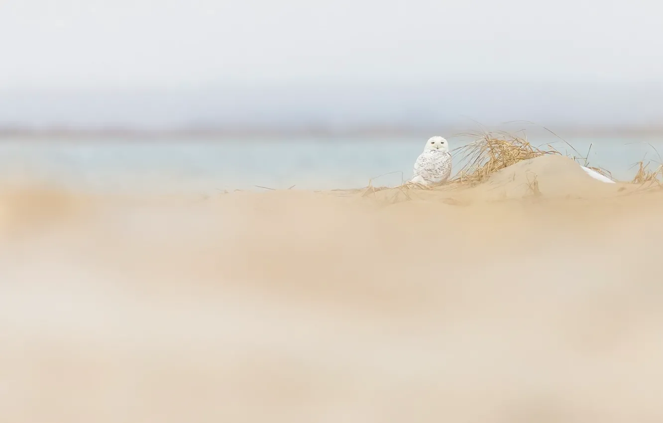 Фото обои природа, сова, птица, дюны