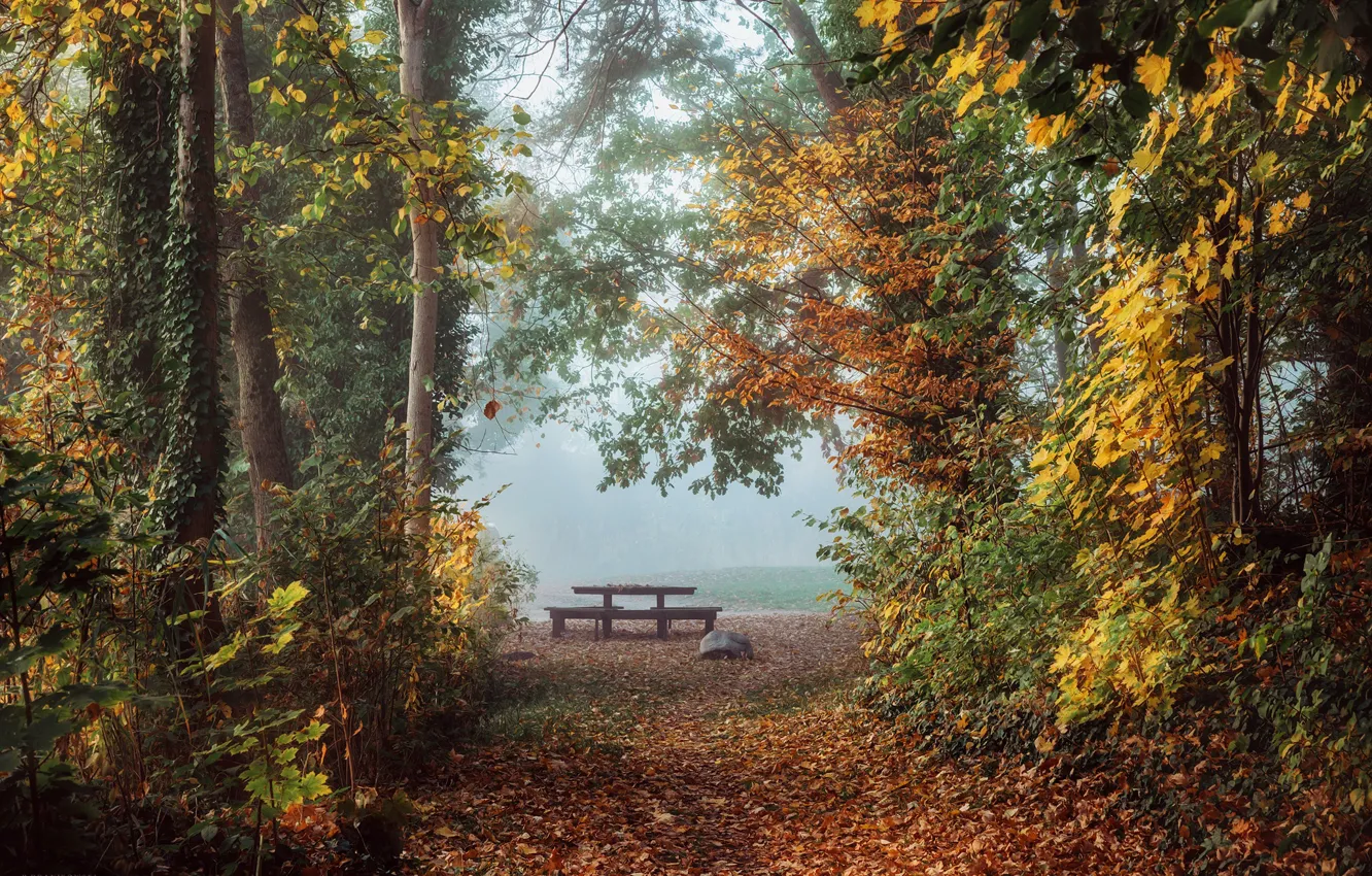 Фото обои осень, деревья, пейзаж, природа, туман, стол, утро, аллея