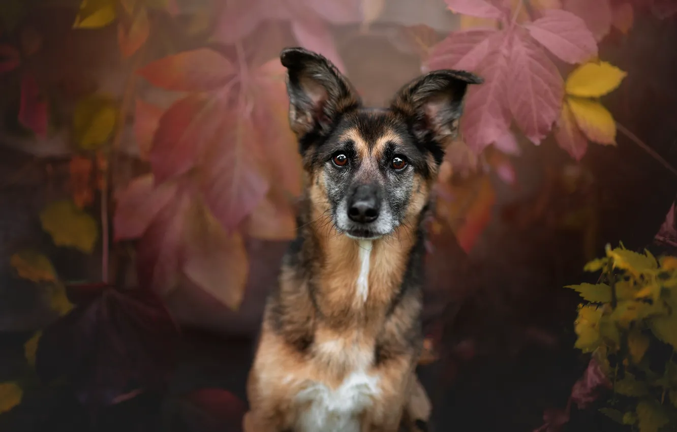 Фото обои осень, взгляд, природа, листва, собака