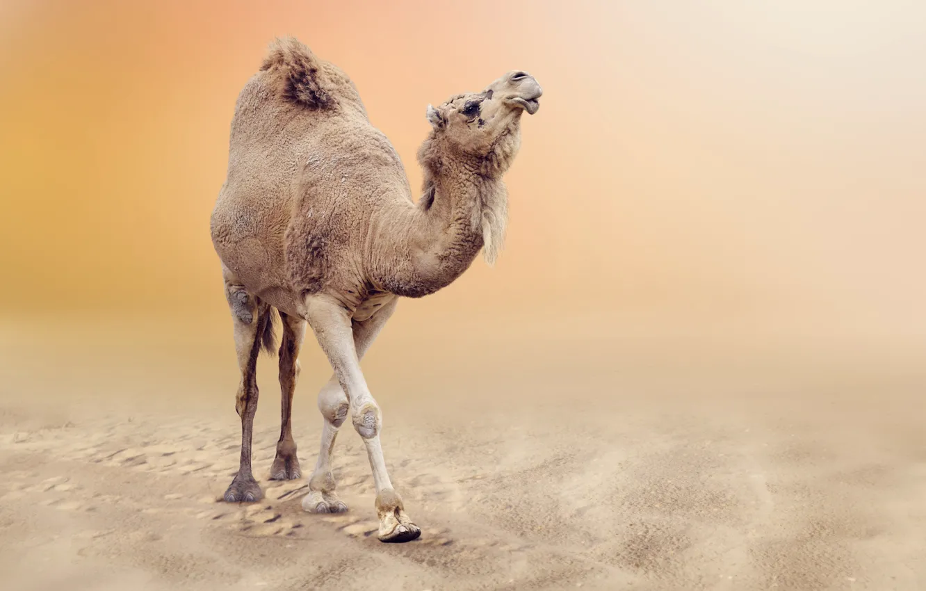 Фото обои песок, пустыня, боке, Верблюд