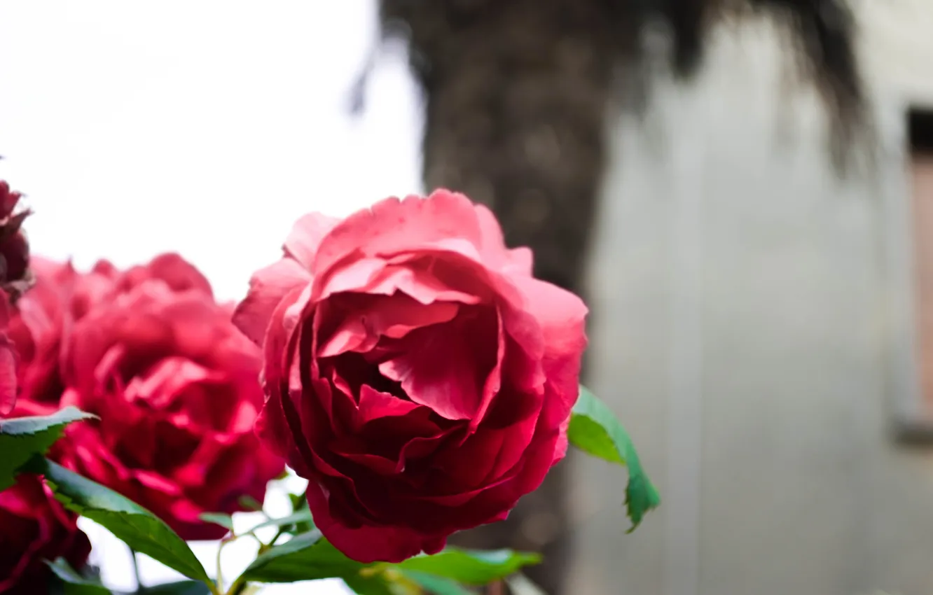 Фото обои цветы, розы, лепестки