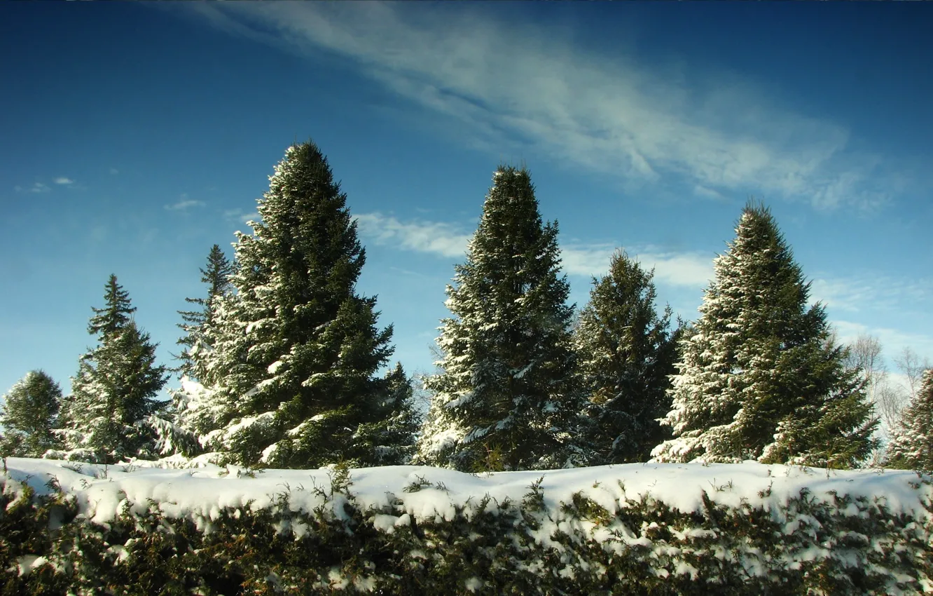 Фото обои снег, елки, рождество в июне