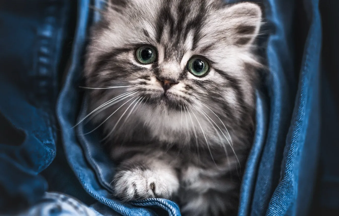Фото обои кошка, кот, взгляд, поза, мордашка
