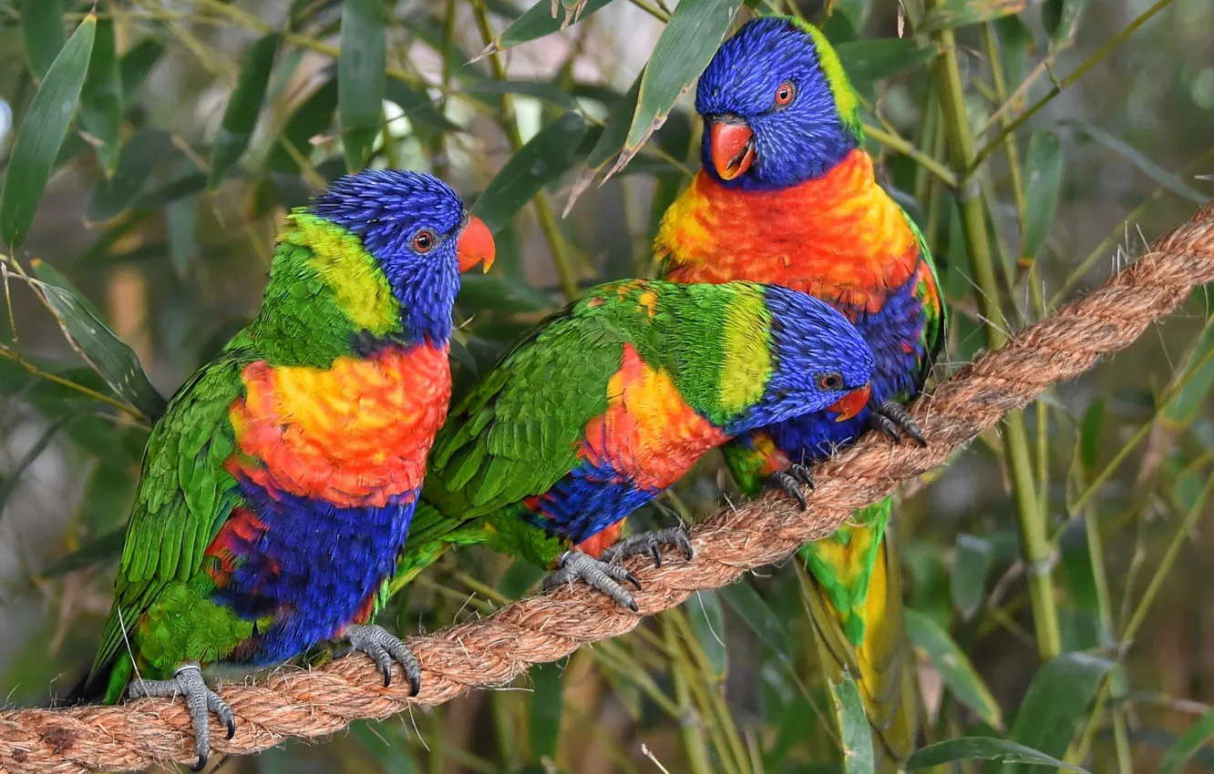 Фото обои птицы, канат, попугаи, трио, троица, Многоцветный лорикет, лорикеты