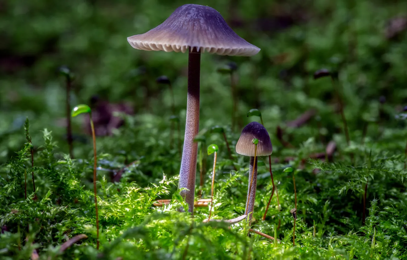 Фото обои грибы, мох, парочка
