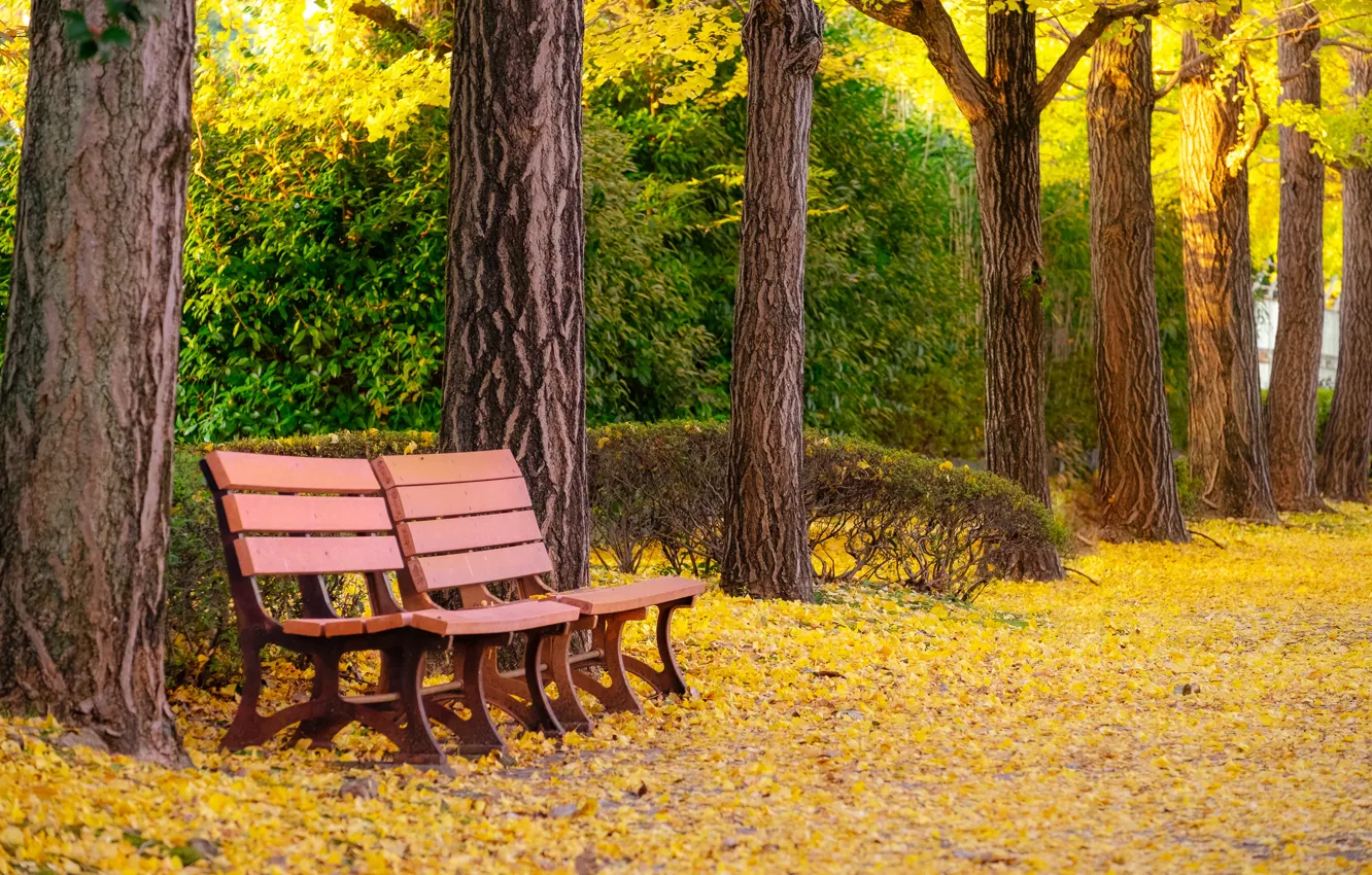 Фото обои осень, листья, деревья, скамейка, парк, park, autumn, leaves