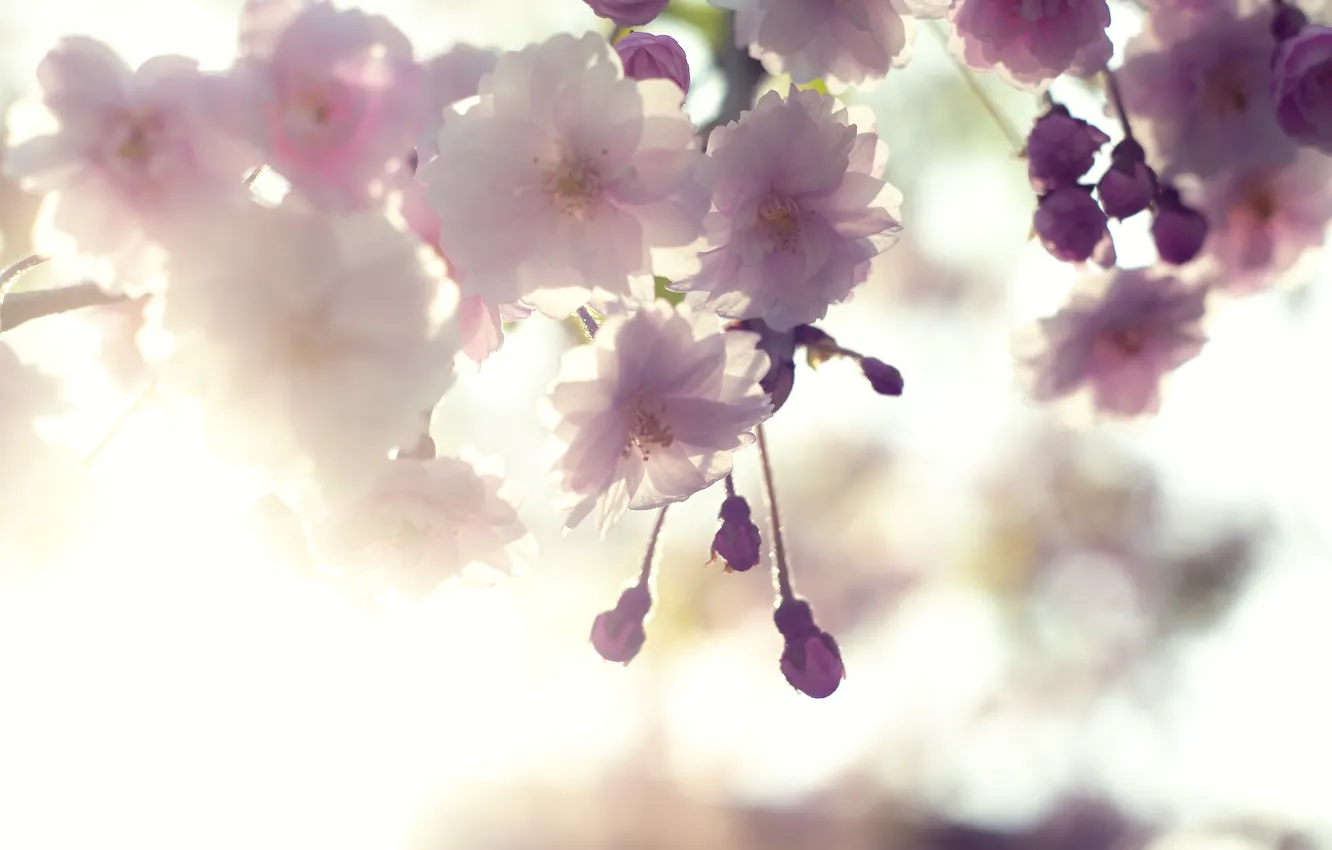 Фото обои небо, макро, свет, цветы, вишня, нежность, ветка, весна