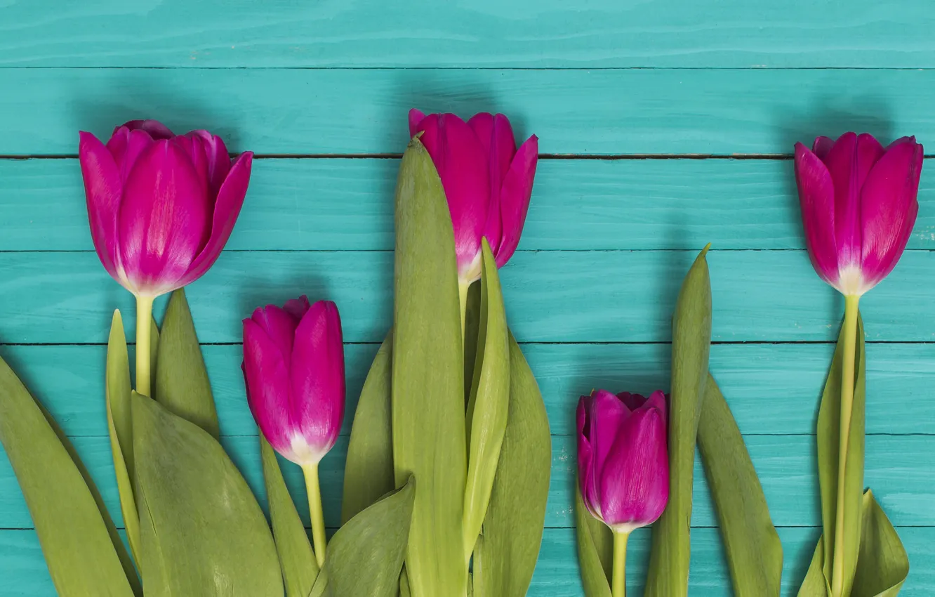Фото обои цветы, colorful, тюльпаны, розовые, wood, pink, flowers, tulips