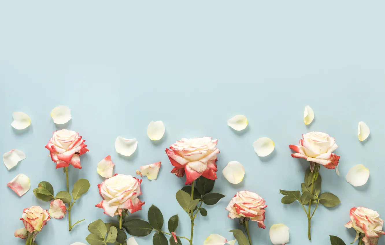 Фото обои цветы, фон, розы, бутоны, pink, flowers, roses