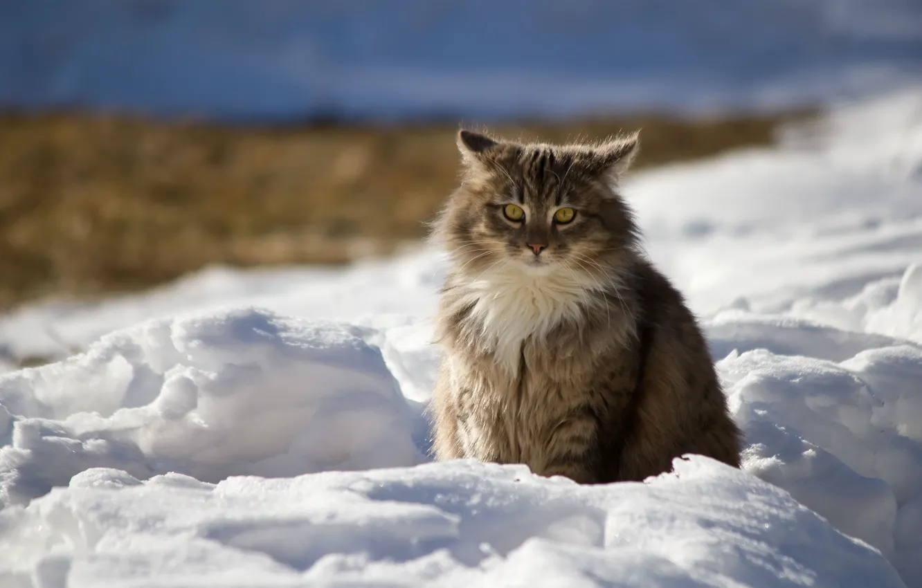Фото обои зима, кот, снег, природа, Кошка, тени