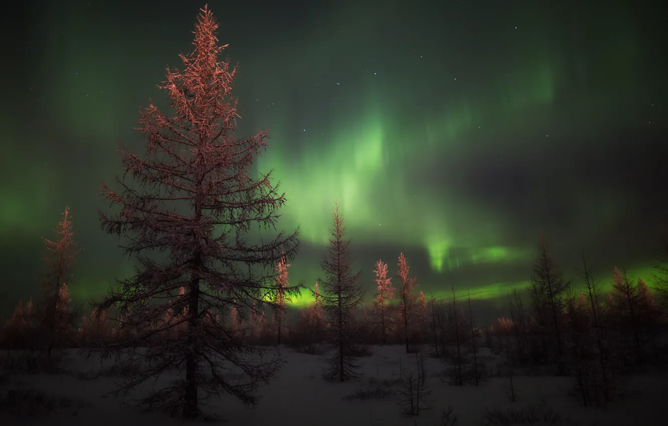 Фото обои лес, снег, дерево, Зима, ель, северное сияние