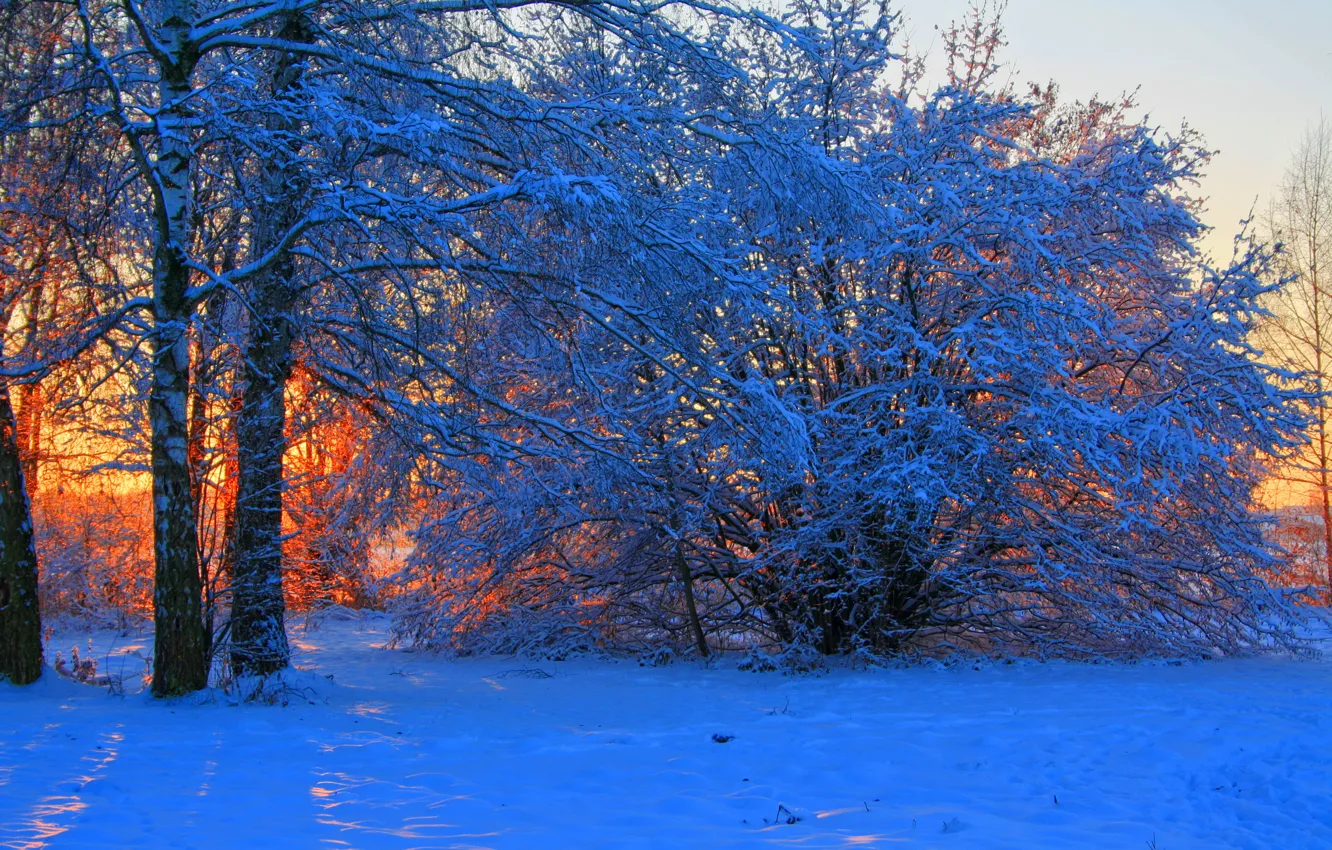 Фото обои зима, снег, деревья, закат, ветки, природа, фото, рассвет