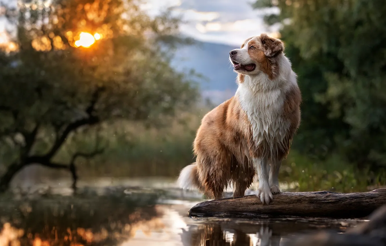 Фото обои вода, природа, озеро, собака, бревно, Австралийская овчарка, Аусси