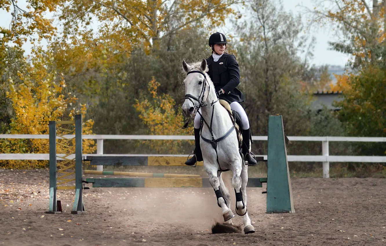 Фото обои женщина, белый конь, конный спорт