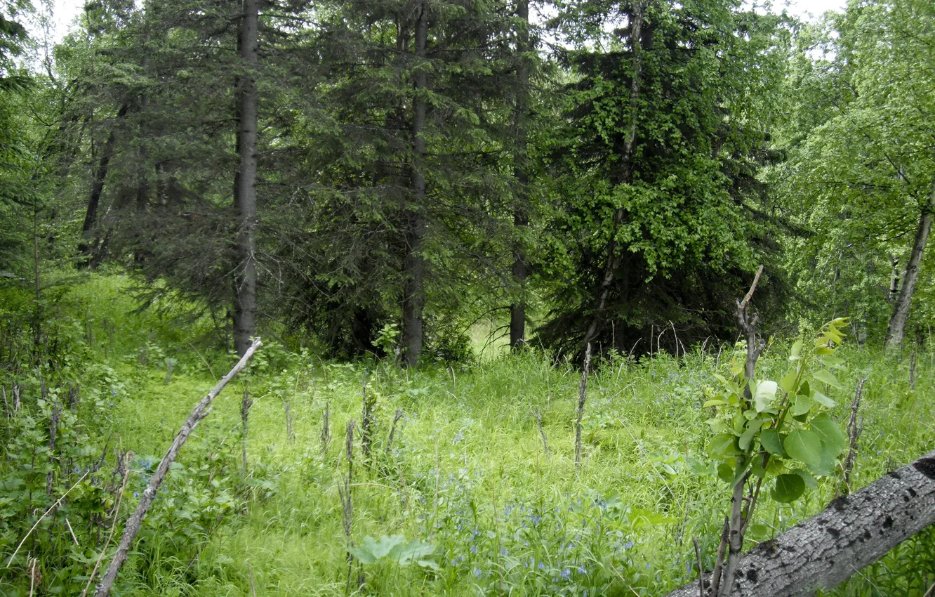 Фото обои Зелень, Трава, Деревья, Лес, Grass, Green, Forest, Trees