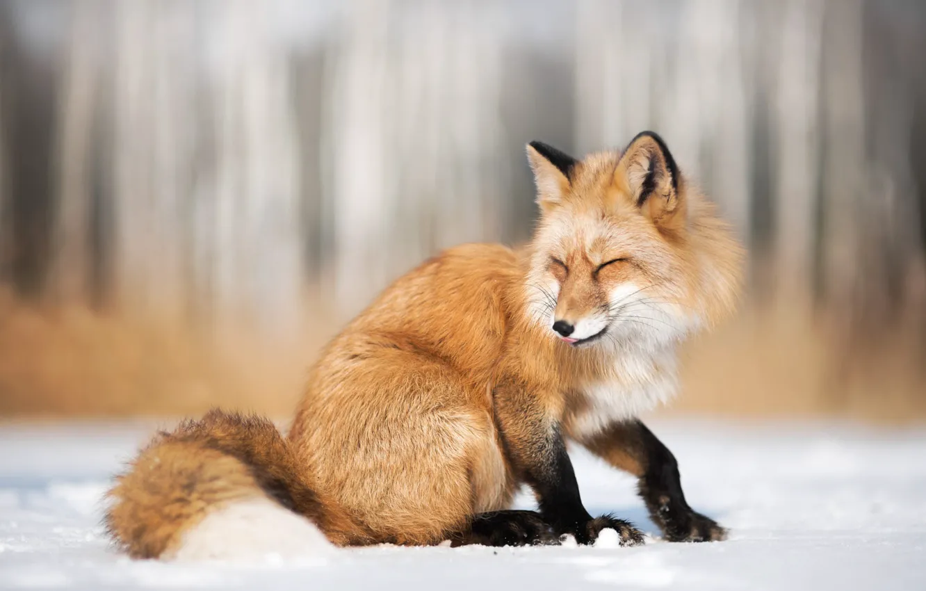 Фото обои зима, снег, природа, животное, лиса, лисица, Iza Łysoń