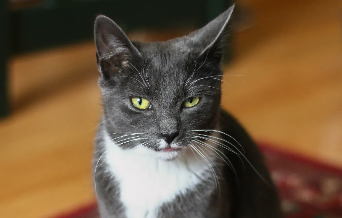Фото обои кот, взгляд, котейка