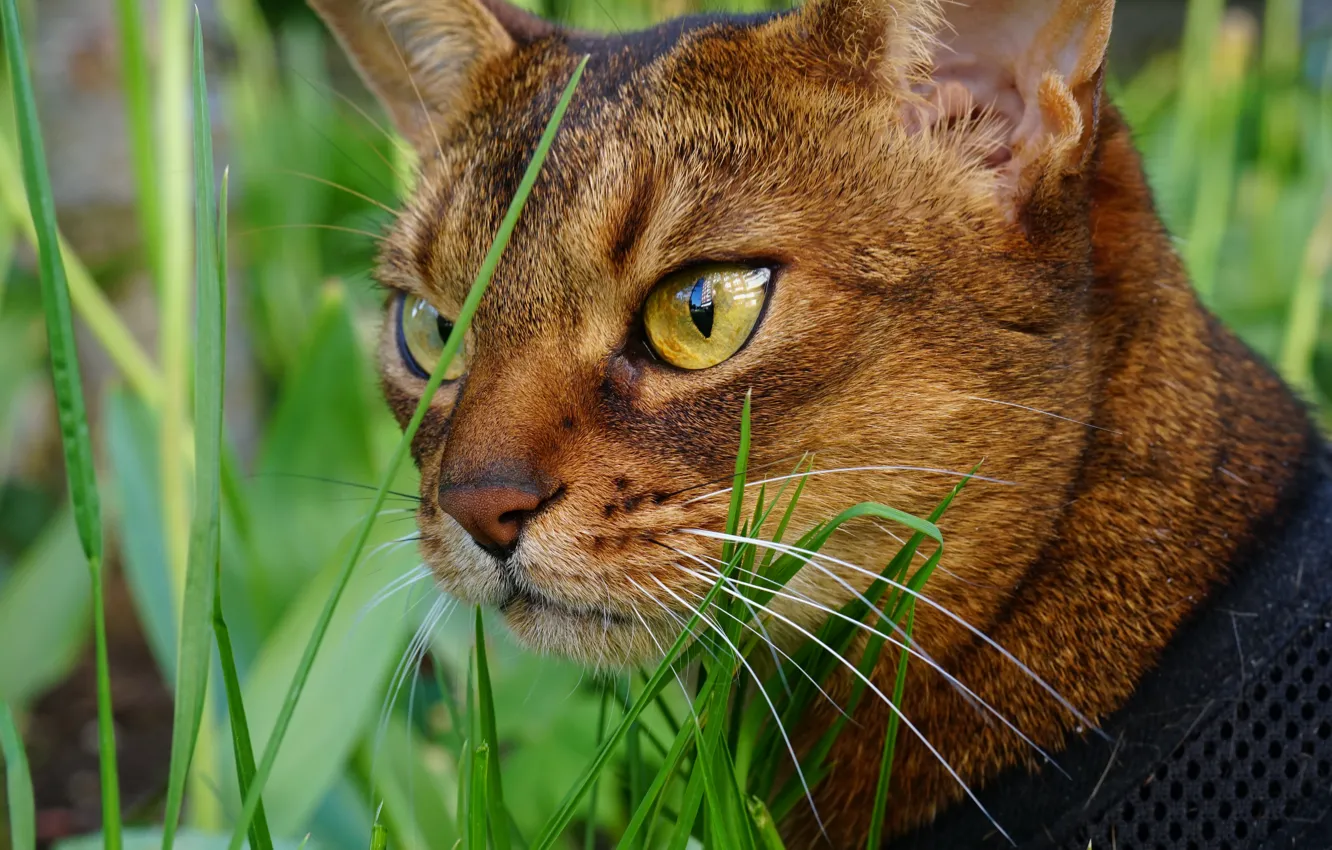 Фото обои трава, глаза, кот, усы, морда