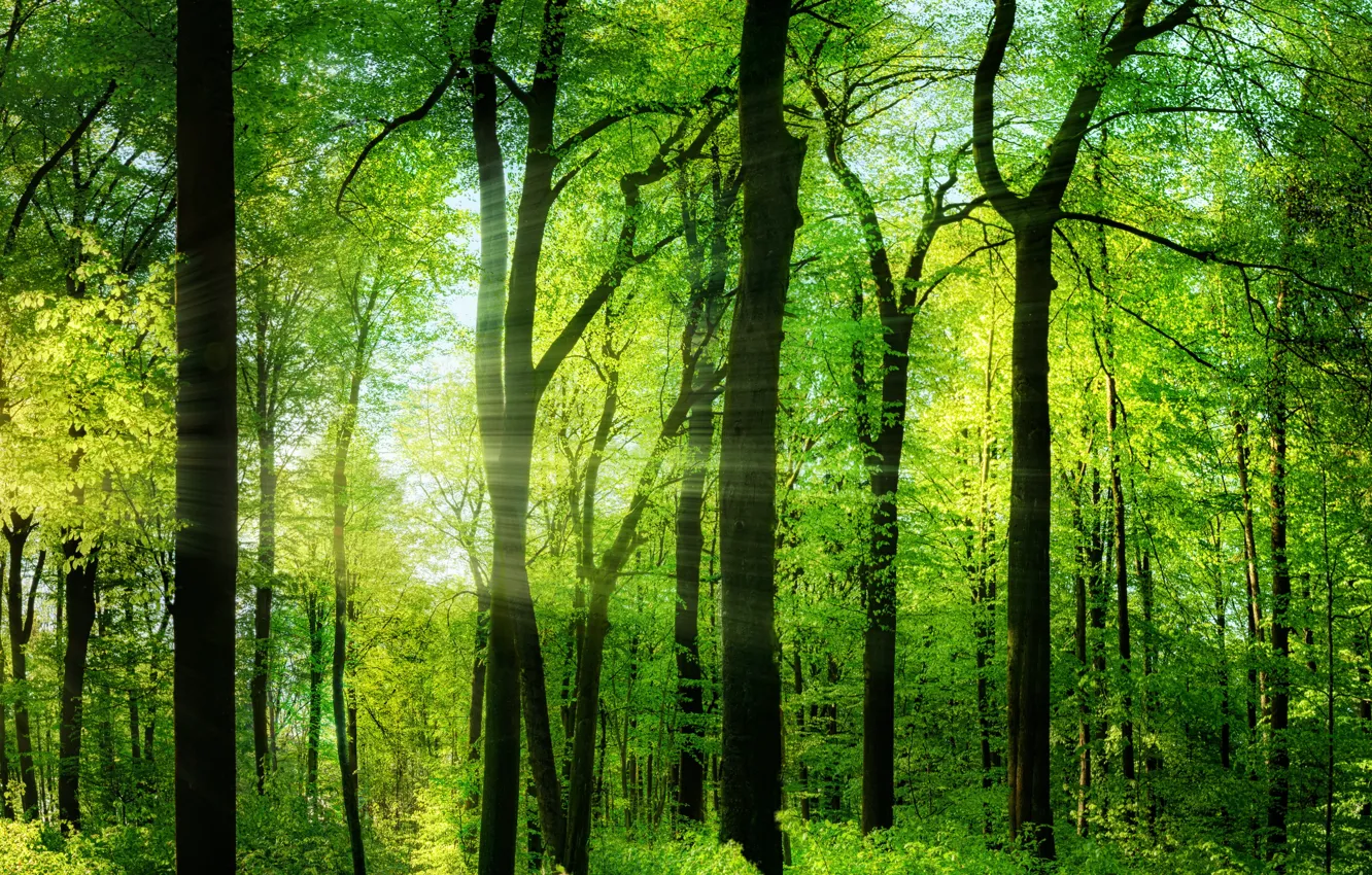 Фото обои зелень, лес, лето, деревья, лучи солнца