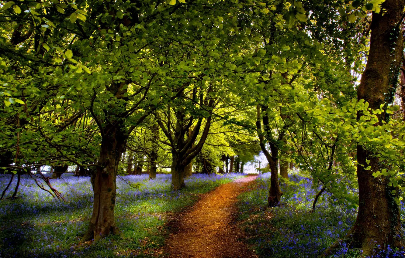 Фото обои лето, природа, парк