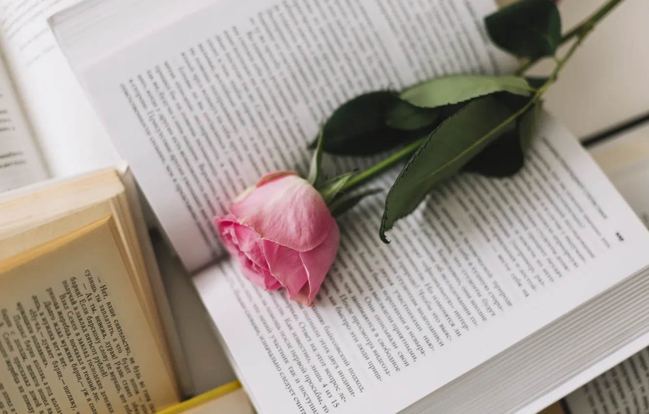 Фото обои цветок, розовый, роза, книги, бутон, rose, flower, pink