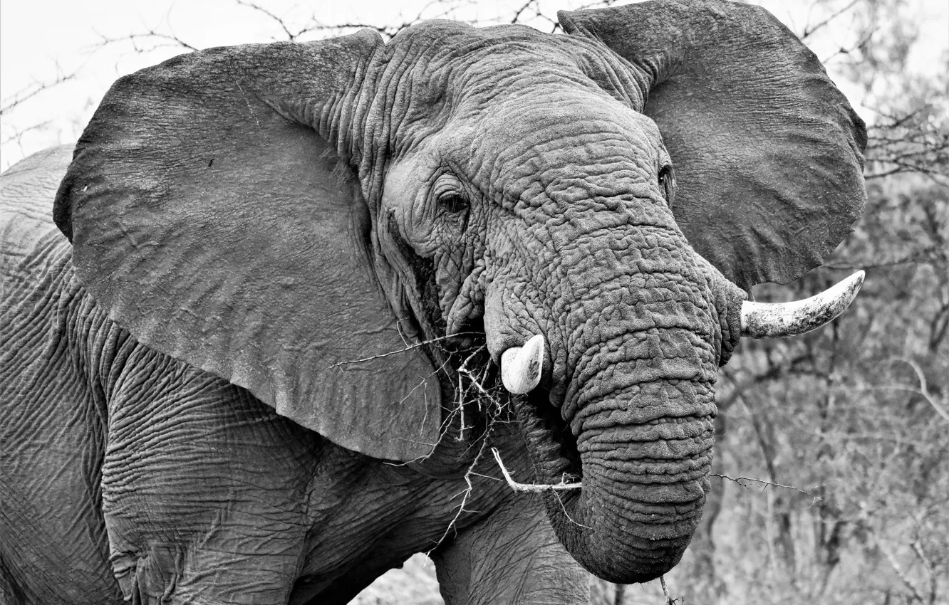 Фото обои слон, кожа, уши, бивни