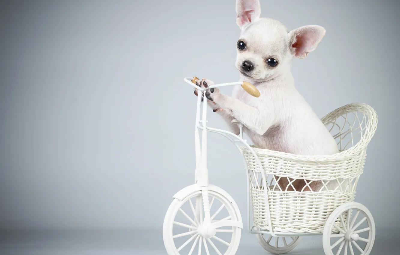 Фото обои велосипед, собака, щенок, puppy, Bicycle, the dog