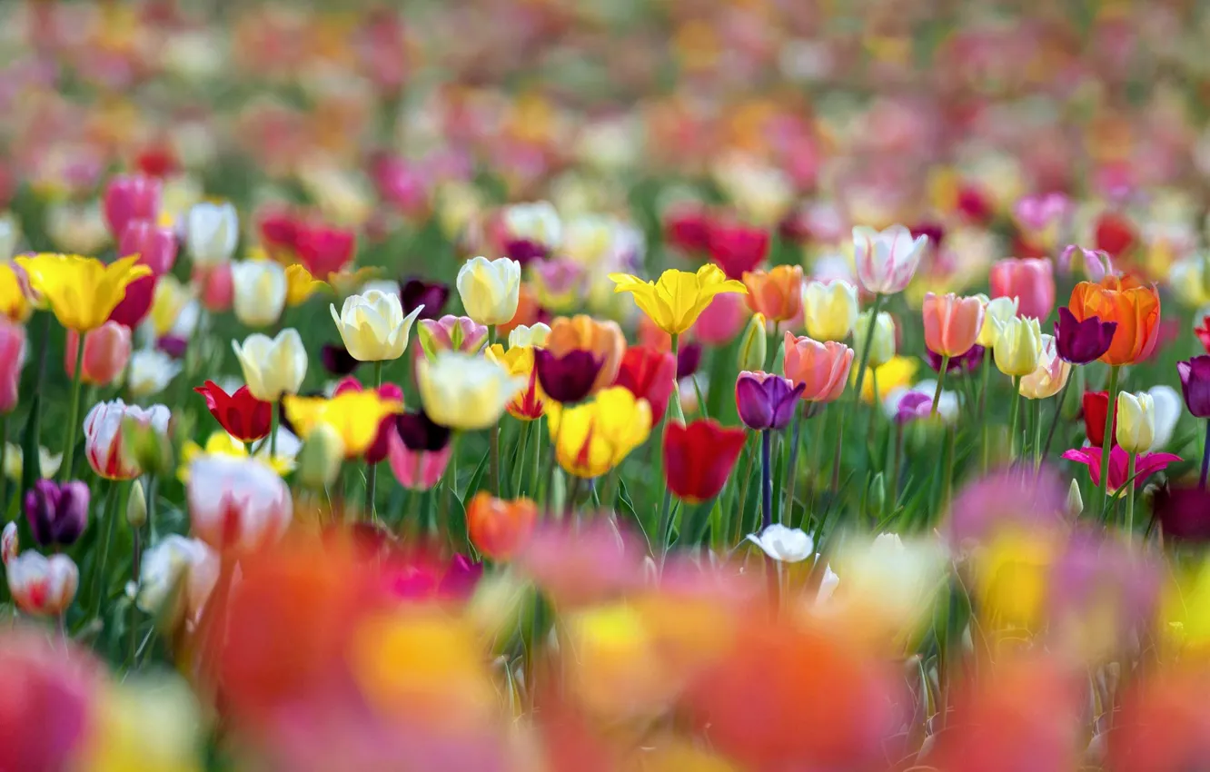 Фото обои цветы, краски, весна, тюльпаны, боке