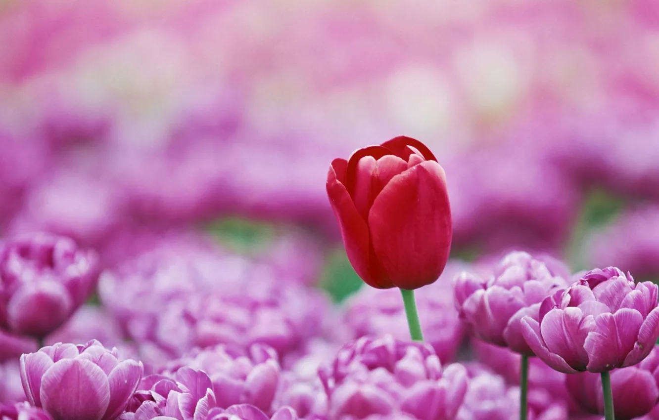 Фото обои colorful, red, flower, photography, pink, macro, color, Tulip