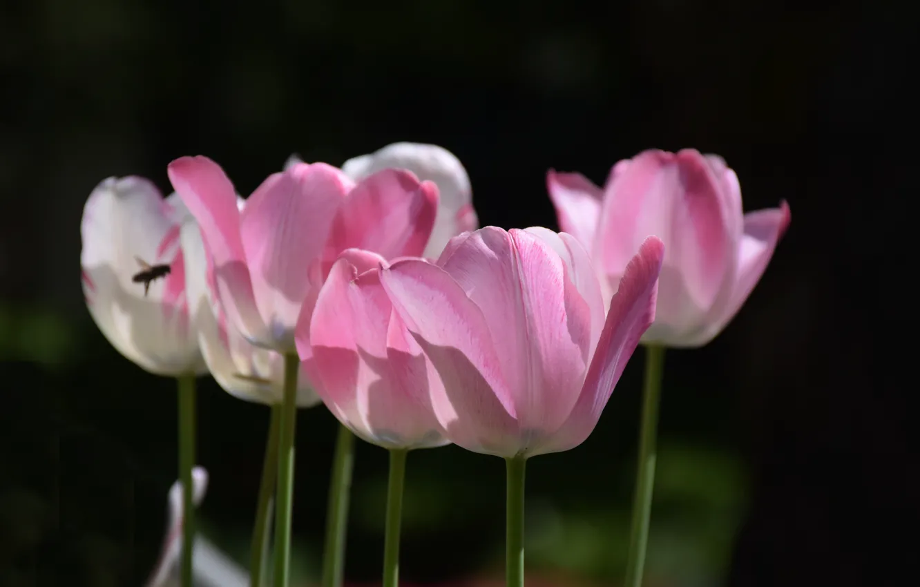 Фото обои Тюльпаны, Tulips, Pink tulips, Розовые тюльпаны