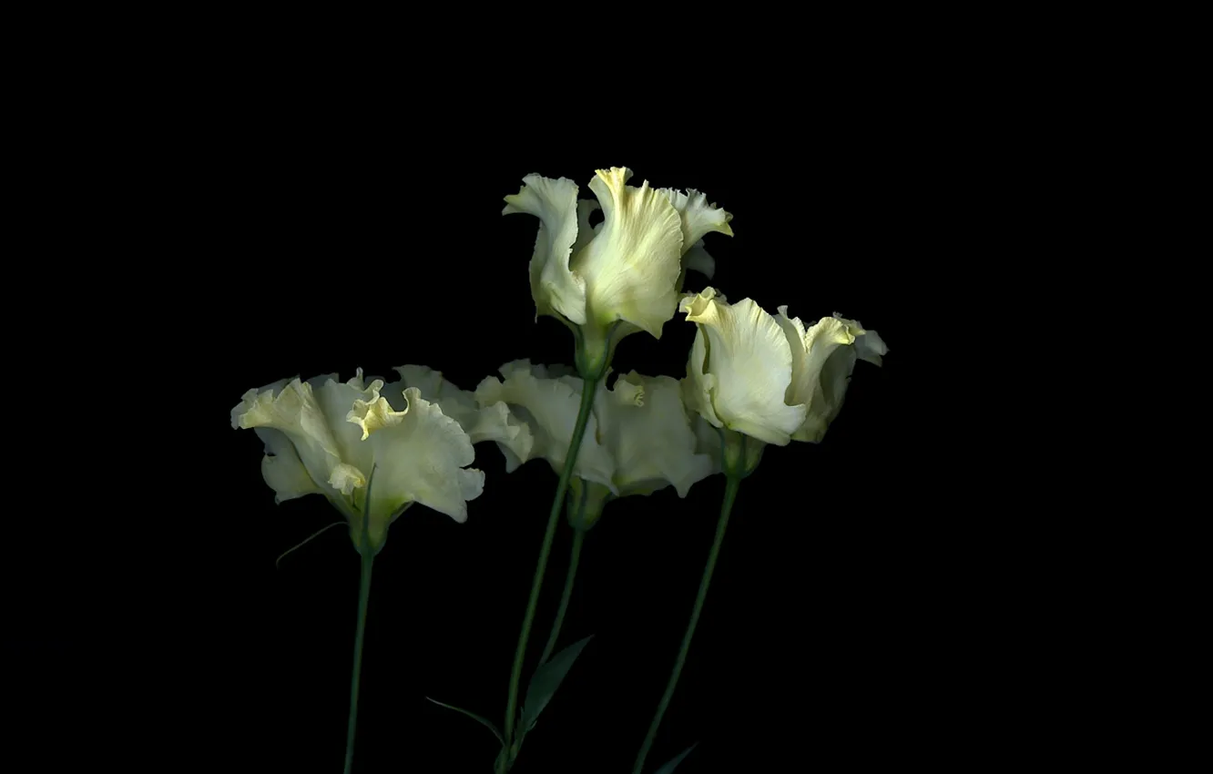 Фото обои свет, фон, тень, лепестки, стебель, тюльпаны