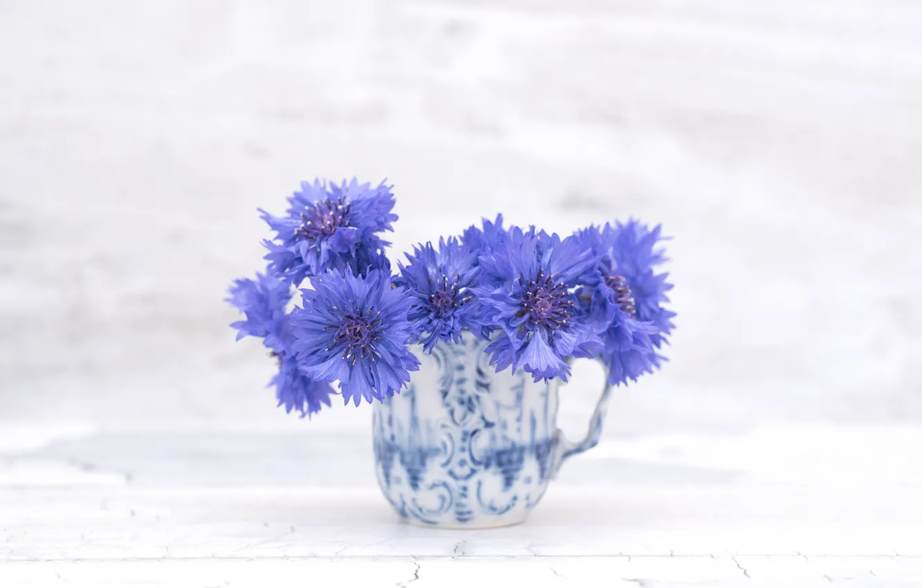 Фото обои цветы, синий, цветение, василек