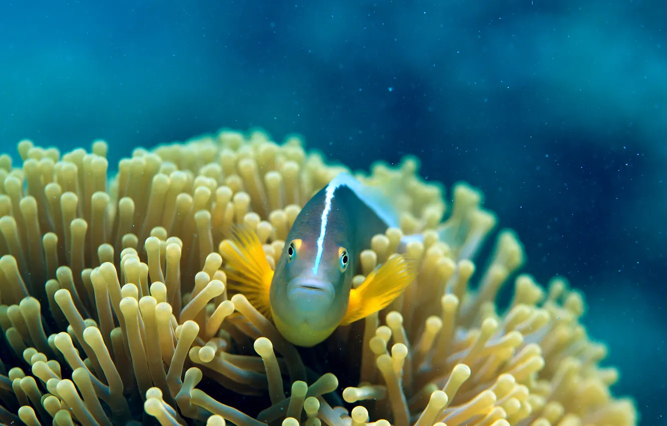 Фото обои рыбка, подводный мир, коралы, Amphiprion Akallopisos
