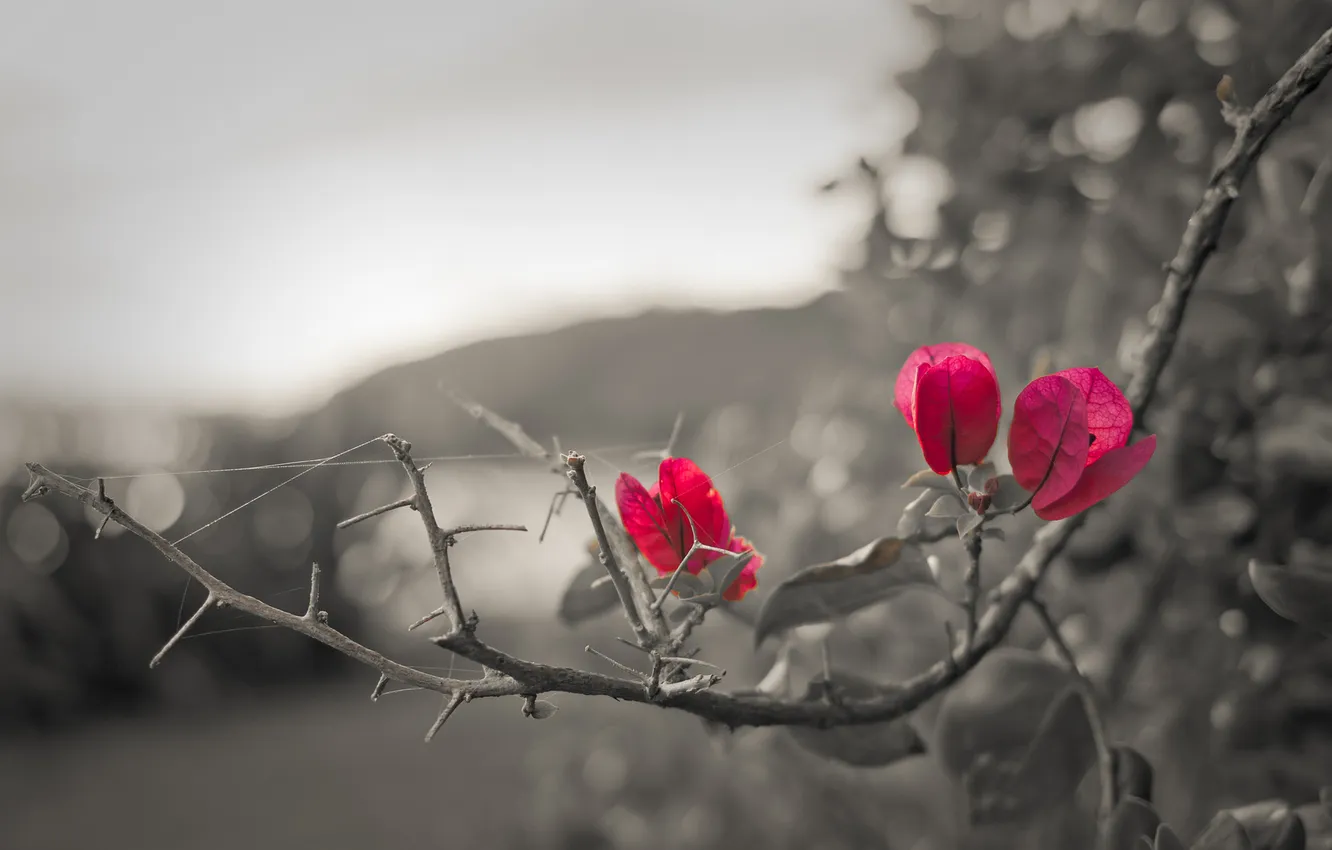 Фото обои цветок, макро, цветы, розовый, черно-белое, бугенвиллея, Bougainvillea