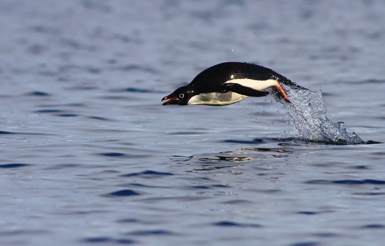 Фото обои вода, прыжок, Пингвин Адели