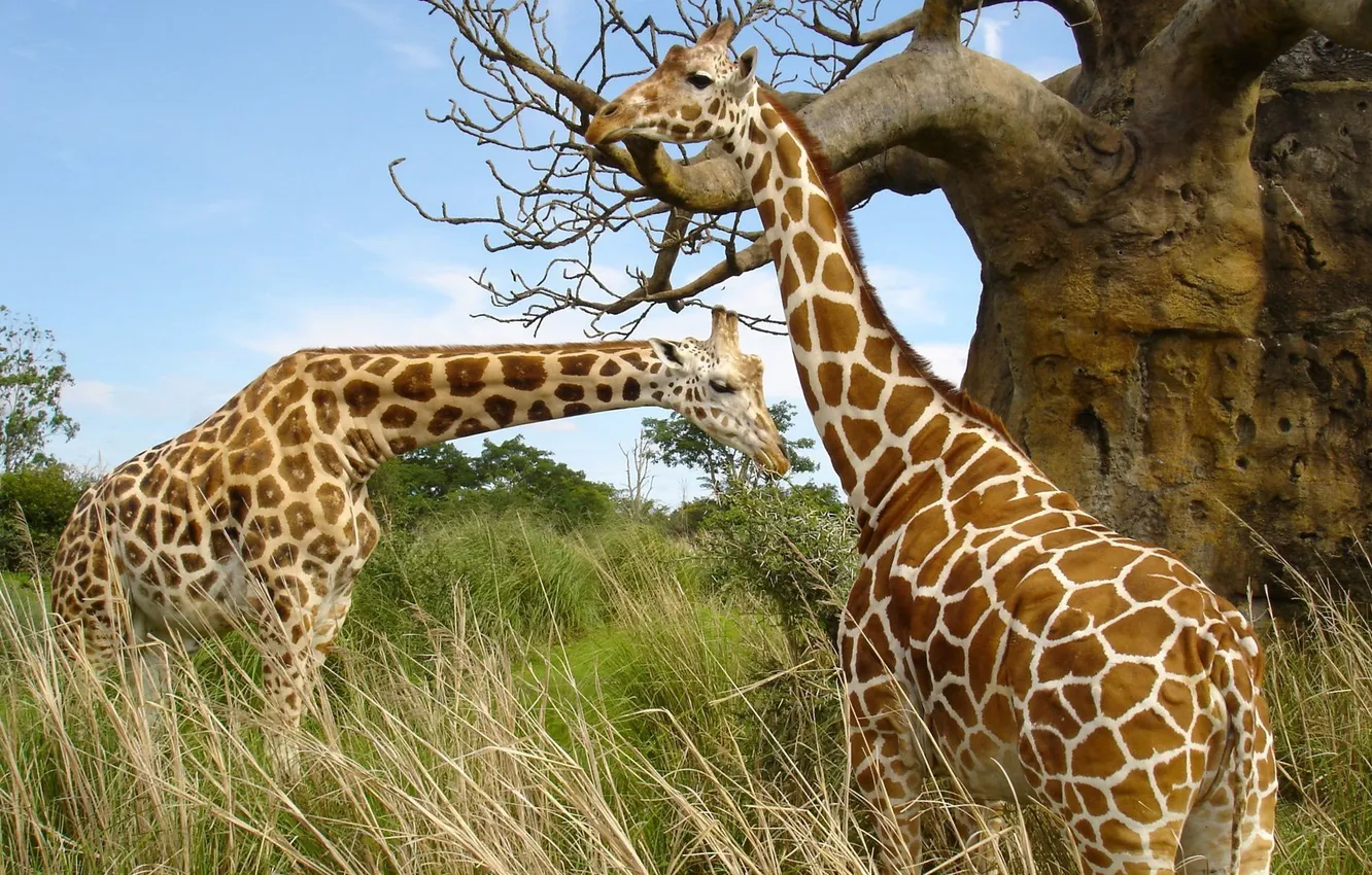 Фото обои природа, жираф, сафари