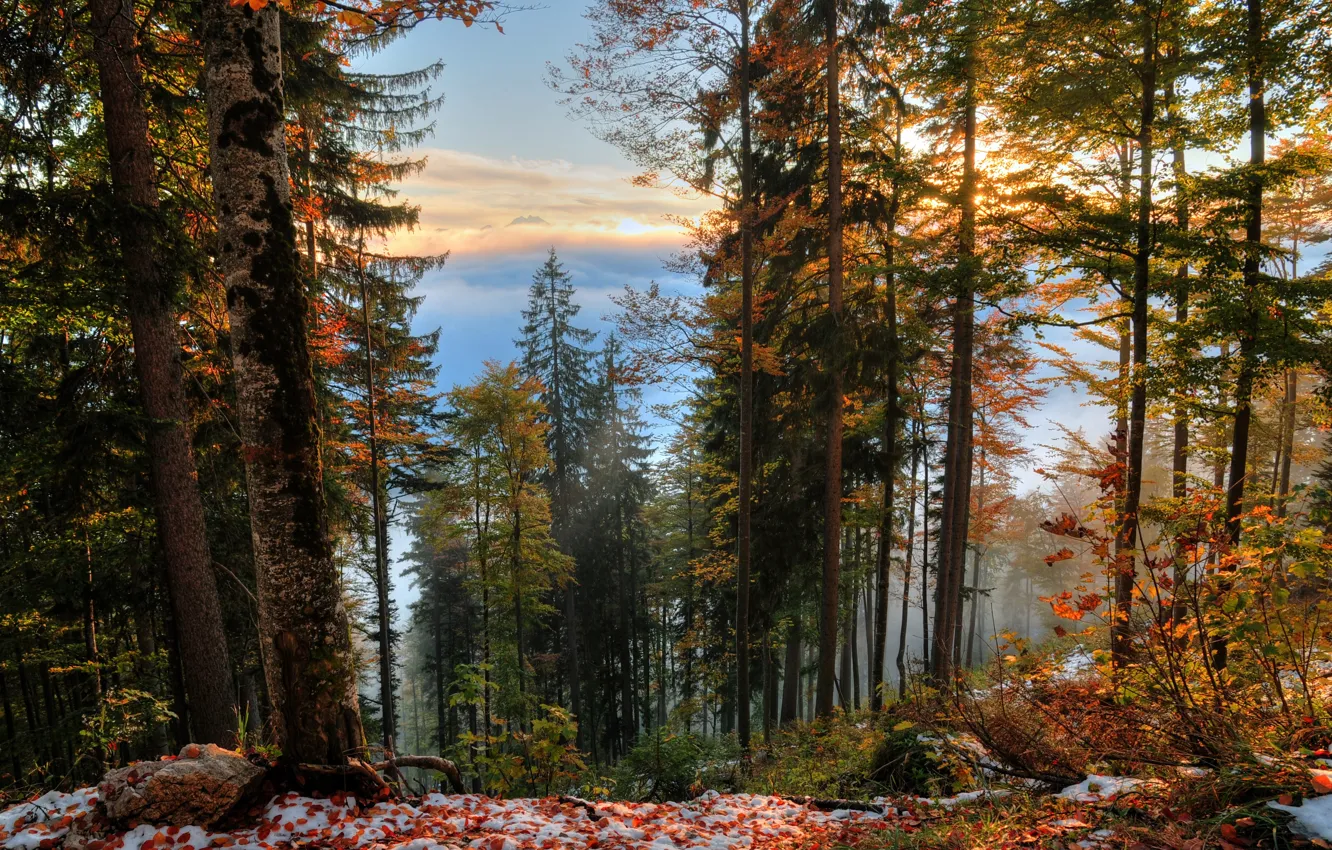 Фото обои Осень, Деревья, Снег, Лес, Fall, Листва, Snow, Autumn