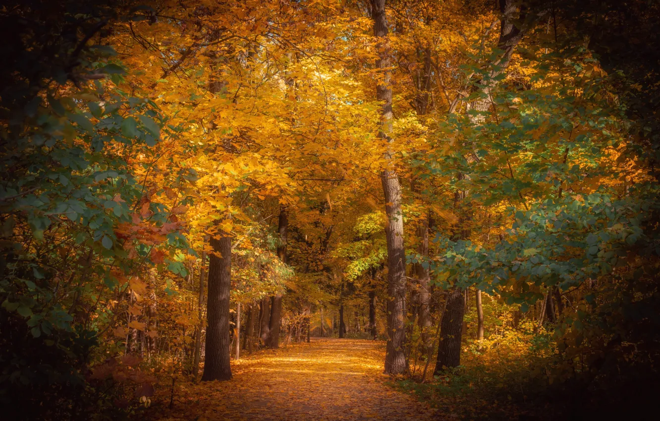 Фото обои осень, деревья, природа, парк, аллея