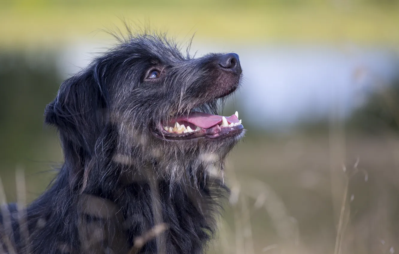 Фото обои язык, собака, профиль