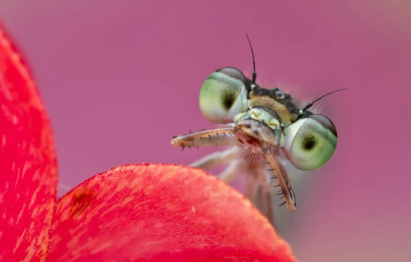 Фото обои глаза, макро, насекомые, природа, листок, богомол, nature, eyes