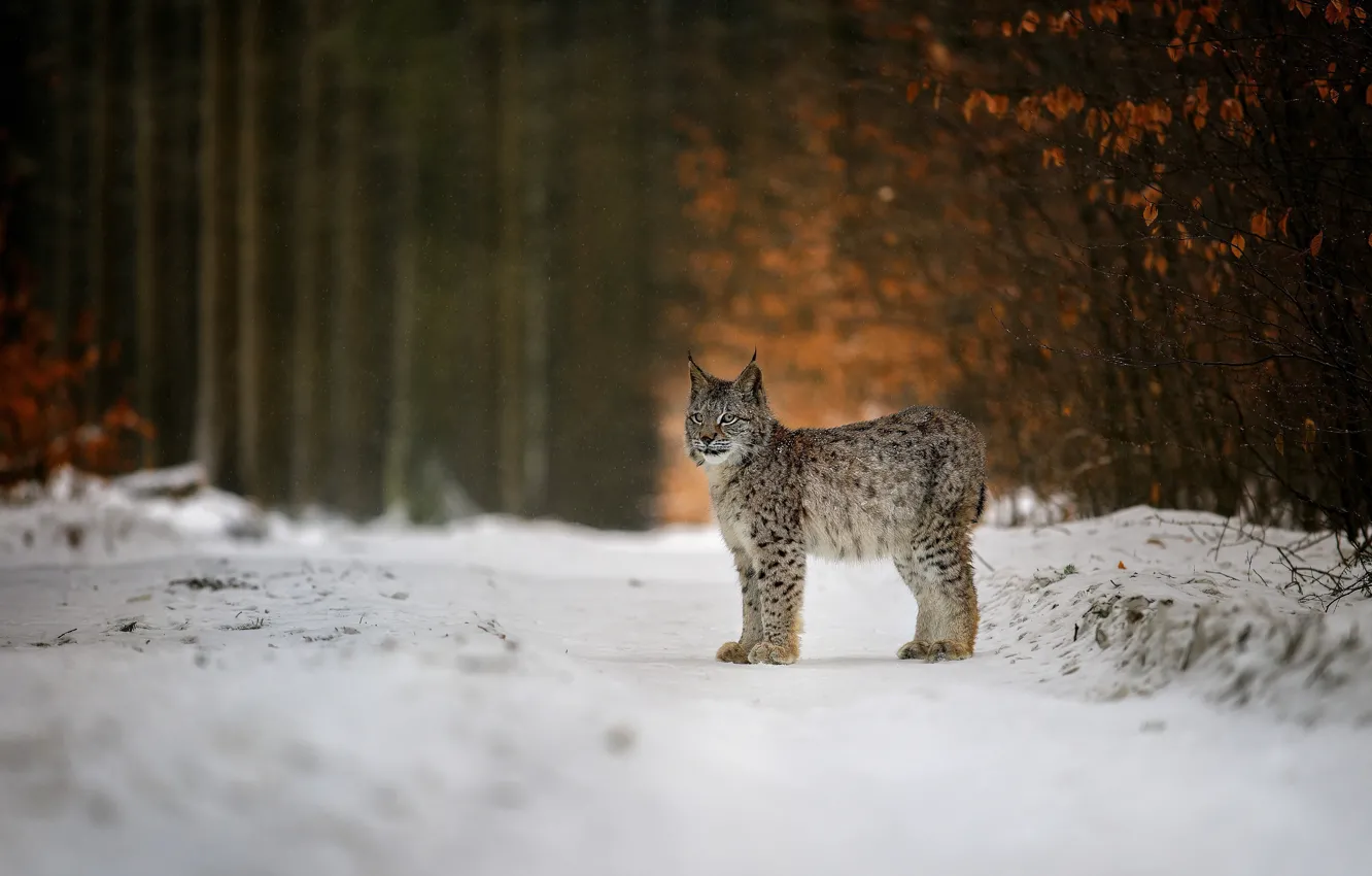 Фото обои зима, лес, снег, природа, животное, хищник, рысь