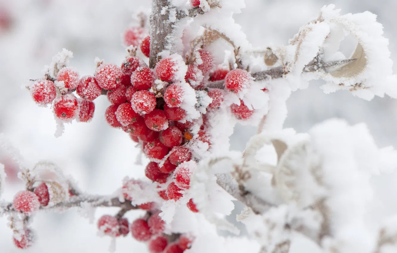 Фото обои зима, иней, снег, ягоды, рябина