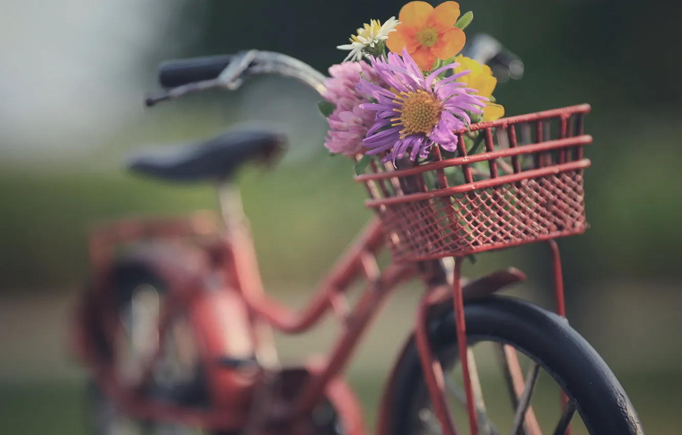 Фото обои цветы, велосипед, настроение, боке