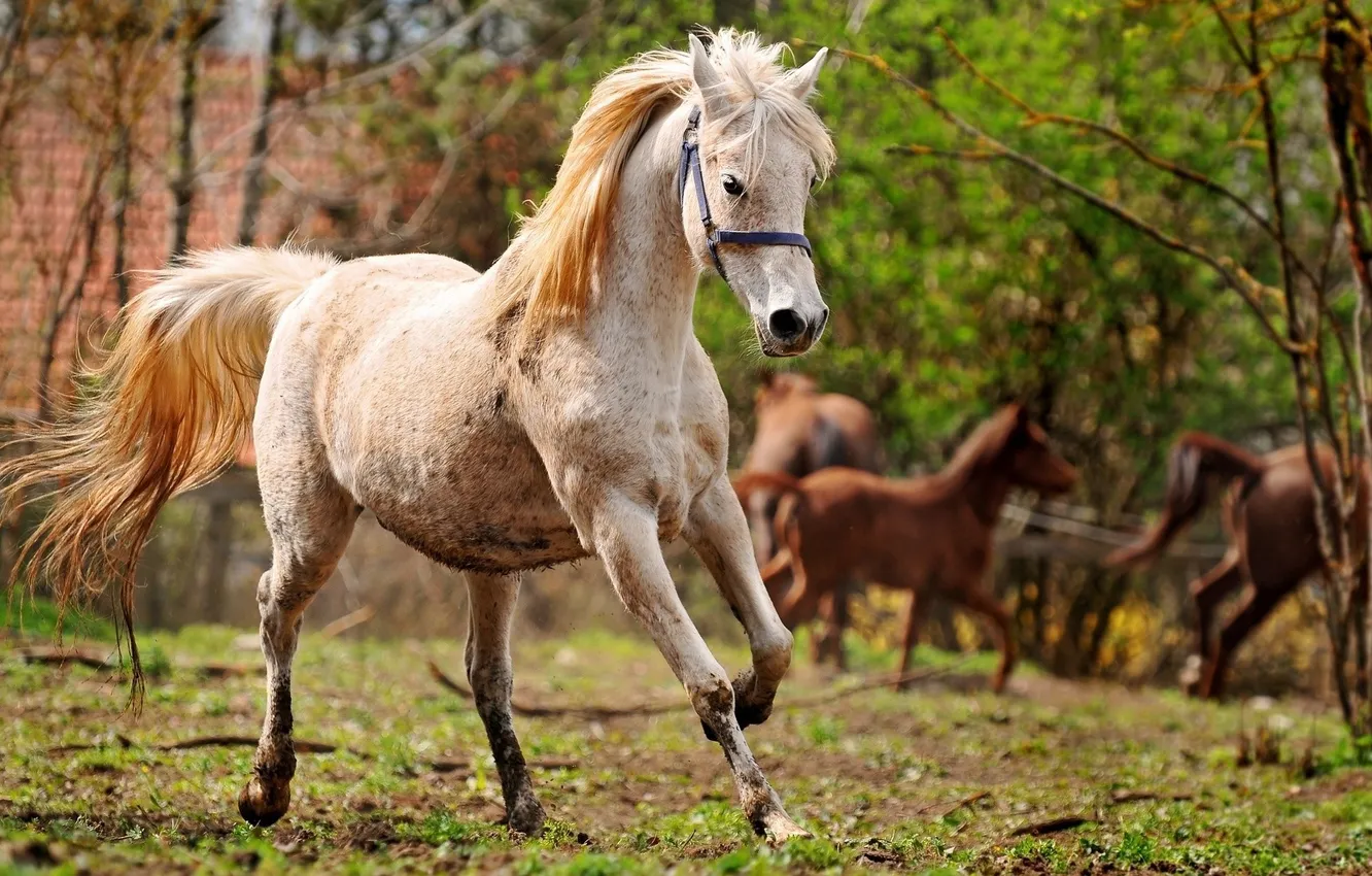 Фото обои конь, лошадь, бег, белая