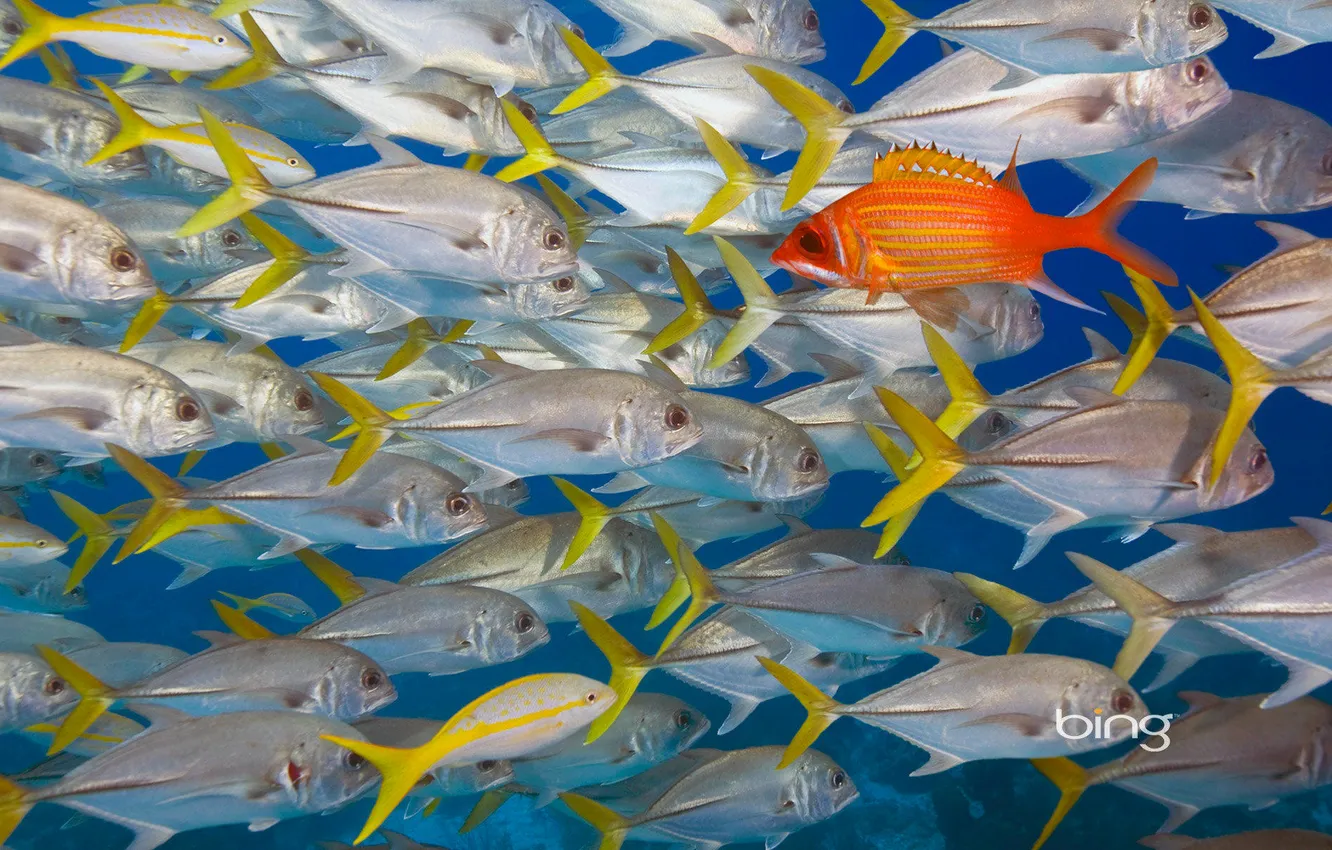 Фото обои море, океан, цвет, рыба, косяк, longjaw squirrelfish, belize