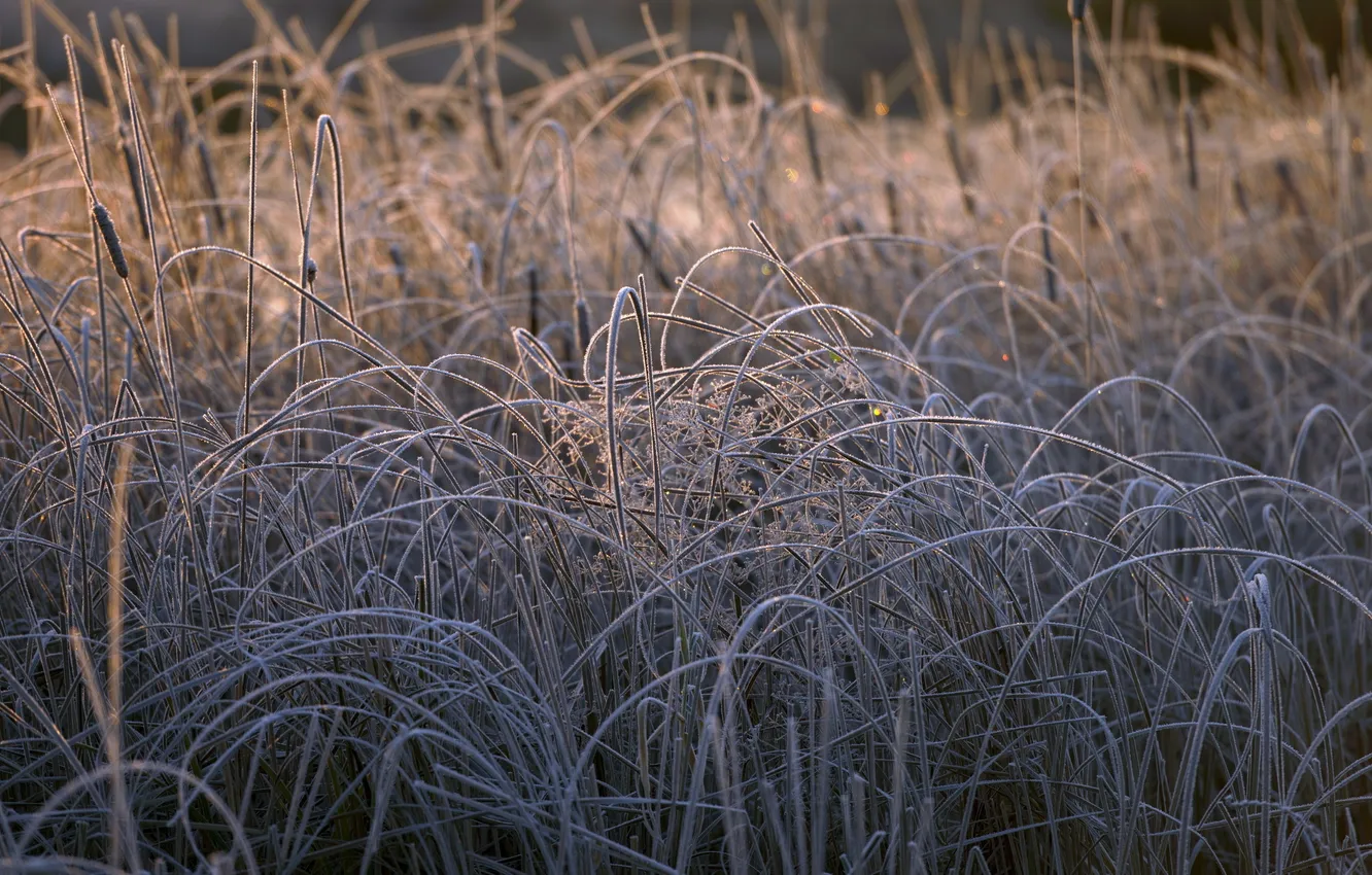 Фото обои трава, макро, природа