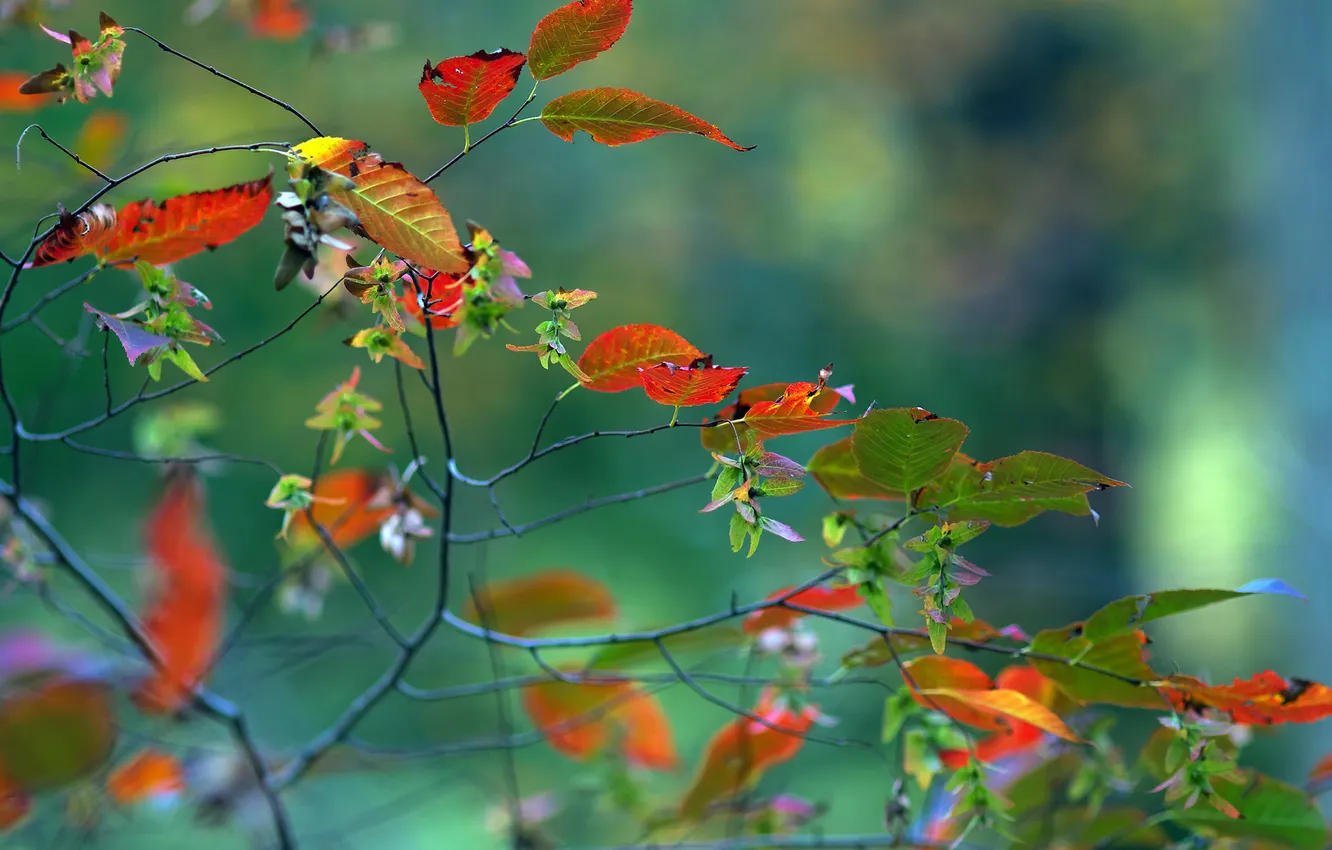 Фото обои осень, листья, макро, ветка