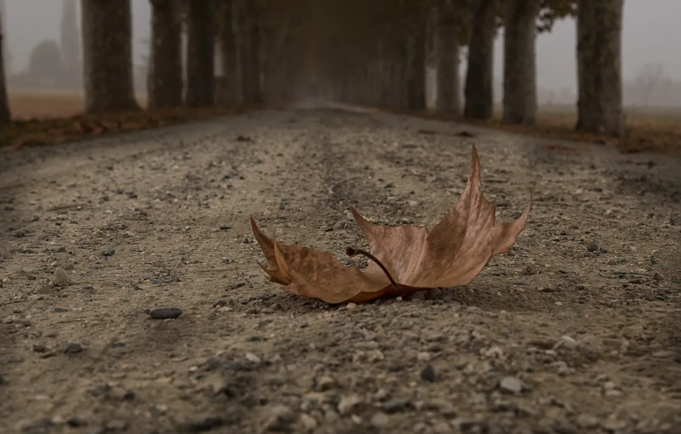 Фото обои дорога, осень, лист